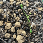 未成熟のカレーリーフの種