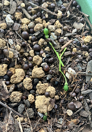 未成熟のカレーリーフの種