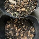 発芽しませんでした