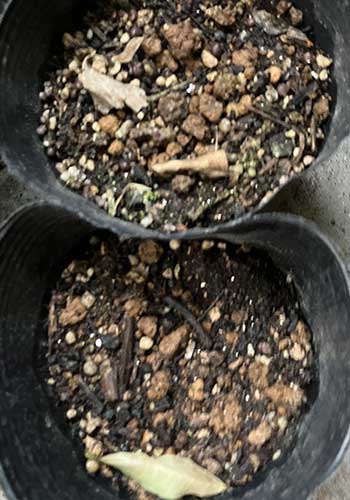 発芽しませんでした