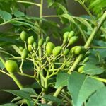 カレーリーフ　8月上旬の種