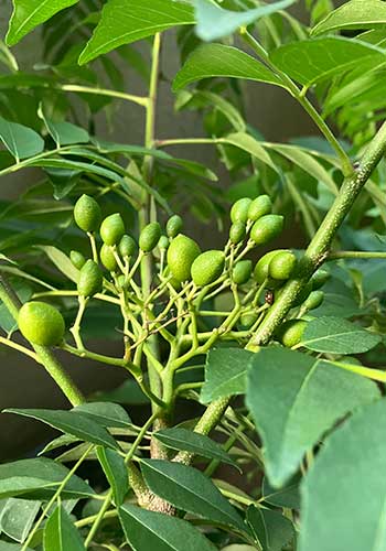 カレーリーフ　8月上旬の種