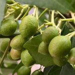 カレーリーフの種が赤く色づいてきました！