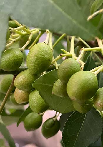 カレーリーフの種が赤く色づいてきました！