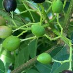 カレーリーフの種が黒くなり収穫に時期になる