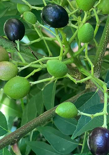 カレーリーフの種が黒くなり収穫に時期になる